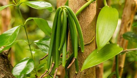 Vanilla in Papua New Guinea - Tok Pisin English Dictionary