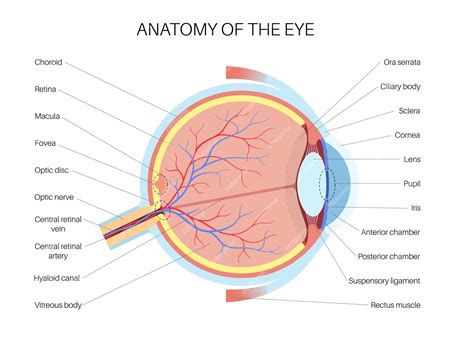 Premium Vector Eye Anatomy Structure Of The Human Eye Infographic