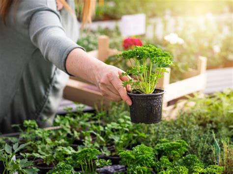 Create the perfect front yard and backyard landscapes with our gardening tips. Greenhouse Herb Gardening - Using A Greenhouse For Growing ...