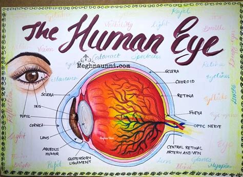Human Eye Diagram For Cbse Class 10 Portfolio