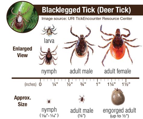 Insect Ticks In Adults