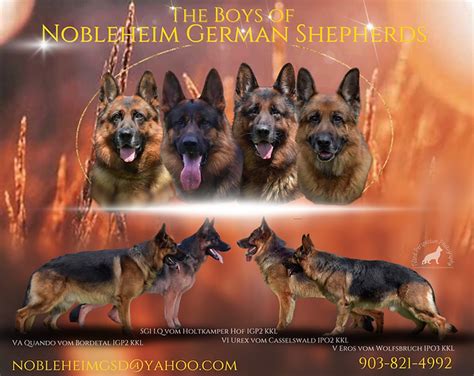 Stud Dogs Texas Nobleheim German Shepherds