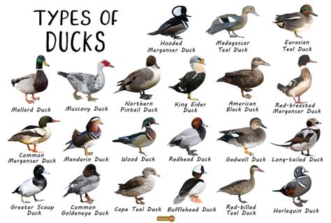 Duck Species Identification Chart