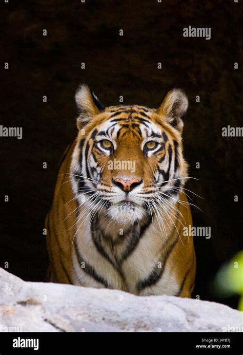 Tigre Du Bengale Sauvage Dans La Grotte Inde Parc National De