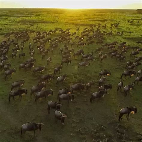 The Great Migration In Serengeti National Park Tanzania