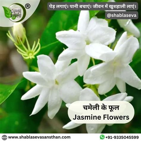 चमेली के फूल का उपयोग फायदा एवं चमेली के फूल की खेती Benefits Of Jasmine Flower And Jasmine