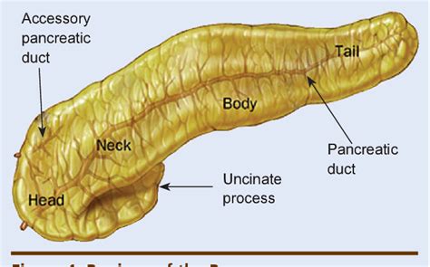 Figure 1 From Gallbladder Liver Spleen Stomach Pancreas Pancreatic Duct