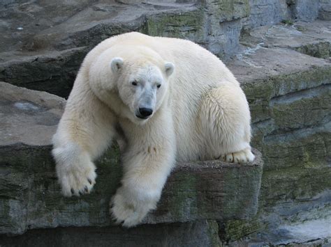 Tingly Facts About Polar Bear That Kids Will Love To Read