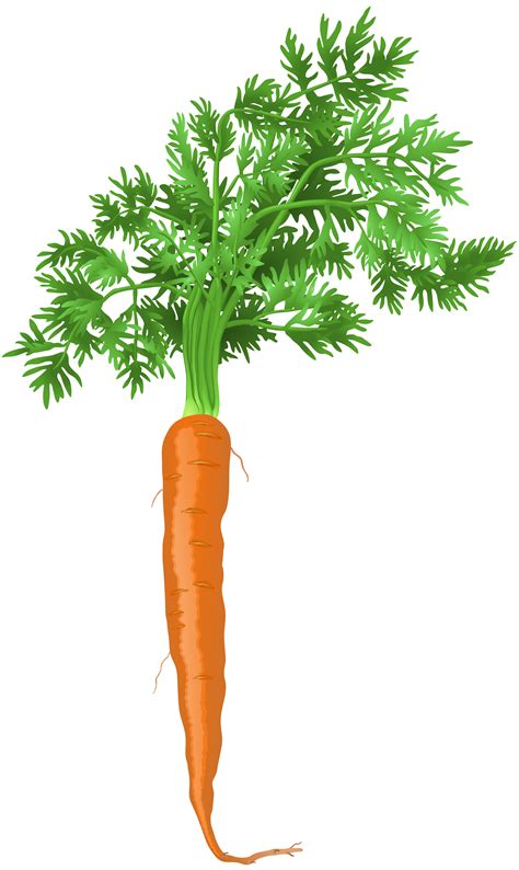Carrot Coleslaw Drawing Carrot Png Download 47708000 Free