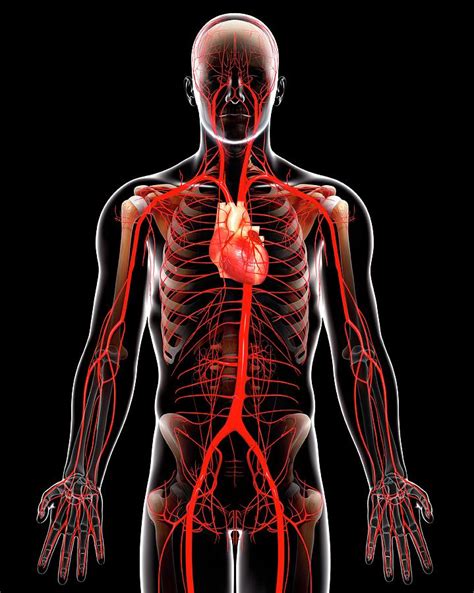 Human Arteries 18 Photograph By Pixologicstudioscience Photo Library