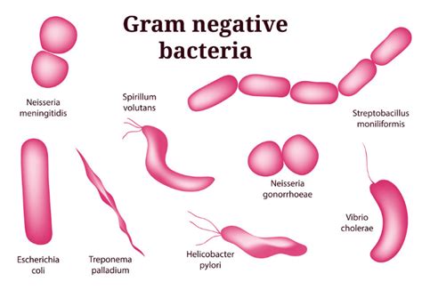 Gram Positive Vs Gram Negative Bacteria 20 Differences And 10