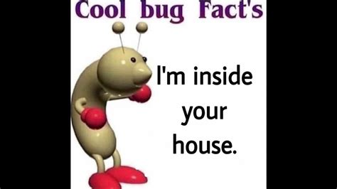 Cool Bug Facts 3 Youtube