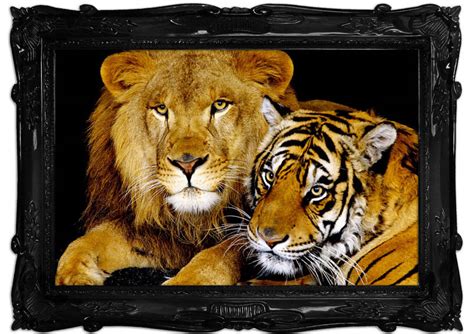 Even if i was banished to the darkest place, my love will keep me from being a lonely spirit. —crouching tiger, hidden dragon. Lion Tiger Love Wild Life Art Mural Printed Wall Mural