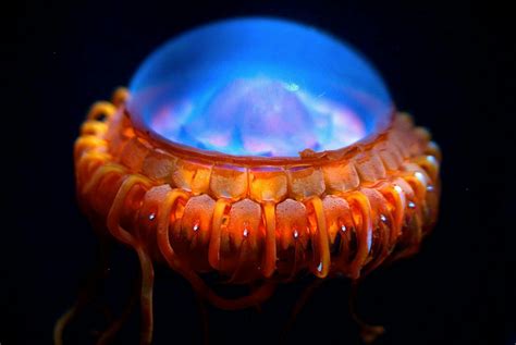 When Attacked The Atolla Jellyfish Flashes Bioluminescence Which