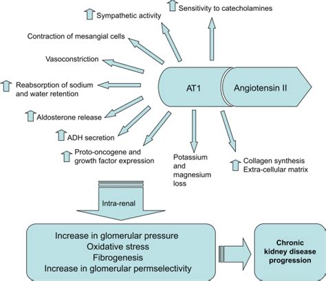 Effects Of Angiotensin Ii On The At1 Receptor Download Scientific