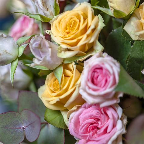 De las más de 30.000 variedades, están a la venta entre 2.000 y 3.000. Ramo Pitiminí | Tienda Online Flores | Ramo Natural ...