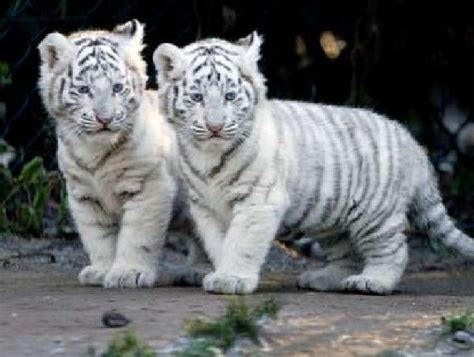 Snow Tiger Cubs Biological Science Picture Directory