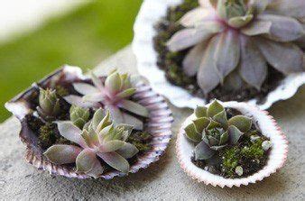 Ecco dei validi suggerimenti per scegliere le sono giardini particolarmente indicati per ambienti ombrosi e/ o di mare, molto particolari e suggestivi vi sono poi i giardini mediterranei, giardini particolari con piante tipiche della macchia. Fioriere Con Piante Grasse Decorate Con Cusci Di Frutti Di Mare : Mygift Minimalista In Ceramica ...