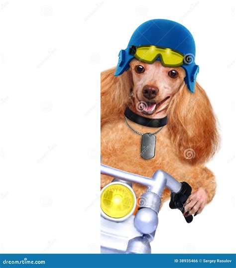 Motorcycle Dog Stock Photo Image Of Retro Summer Comic 38935466