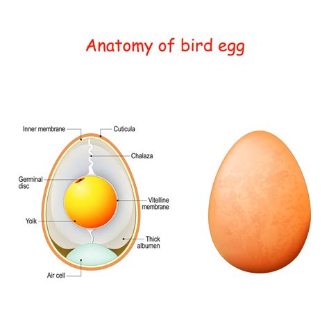 Anatomy Of Chicken Egg Shell Protein Yolk And Their Nutritional Values