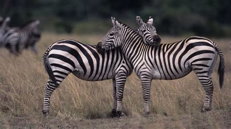 Are Zebras Black With White Stripes Or White With Black Stripes Mental Floss