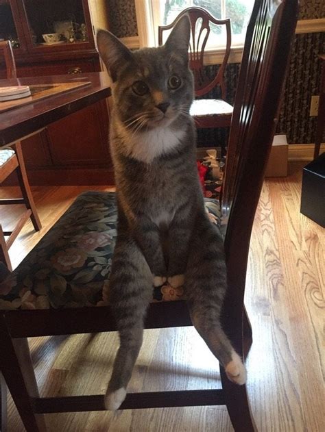 Psbattle Cat Sitting With His Legs Down Photoshopbattles