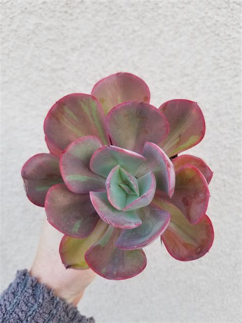 Do Yall Think This Is Echeveria Gigantea Variegated Rsucculents