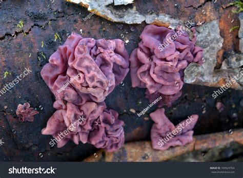 Ascocoryne Sarcoides Fungus Purple Jellydisc Stock Photo 749924704