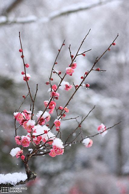 Mg8437 Winter Garden Cherry Blossom Beautiful Flowers