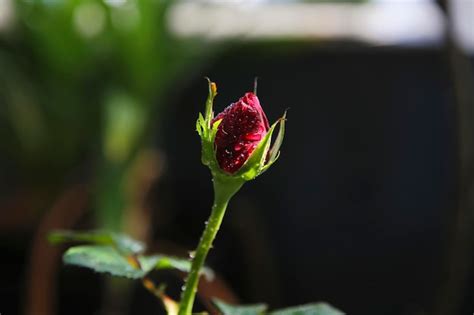 Premium Photo Close Up Of Rose Bud