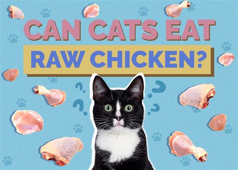 Can Cats Eat Raw Chicken Vet Approved Health And Safety Guide Hepper