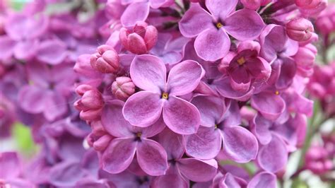 Purple Lilac Flowers Wallpapers Hd Wallpapers Id 18334