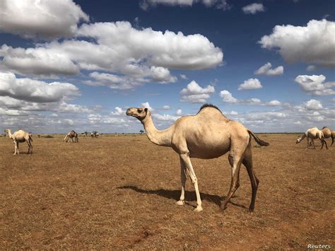 Fermented camel's milk is more distinctive to central asia than any other dairy product. With Refrigerated ATMs, Camel Milk Business Thrives in ...