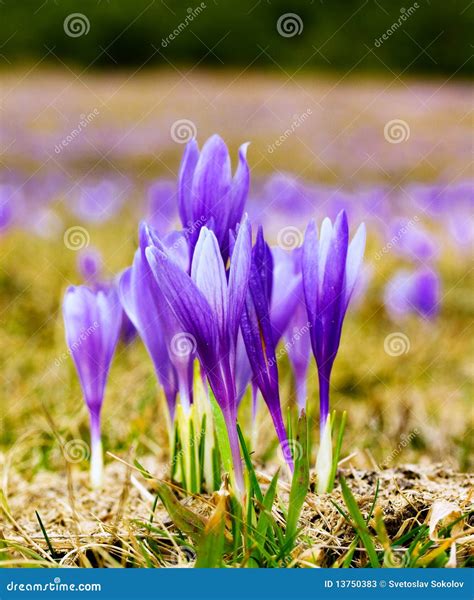 Crocus Field Stock Image Image Of Environment Purple 13750383