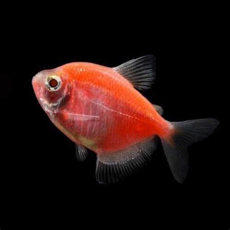 Jual Glofish Orange Tetra Glowfish Oren Sunburst Orange Tetra