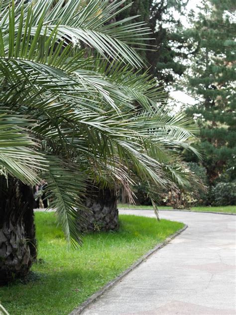 Palm Trees And Pathway In The Arboretum Park In Sochi Stock Photo