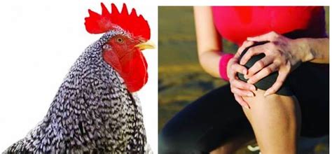 what are rooster injections for arthritic knees