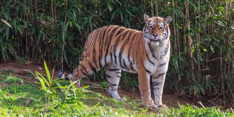 New Amur Tiger At The Smithsonians National Zoo Cns Maryland