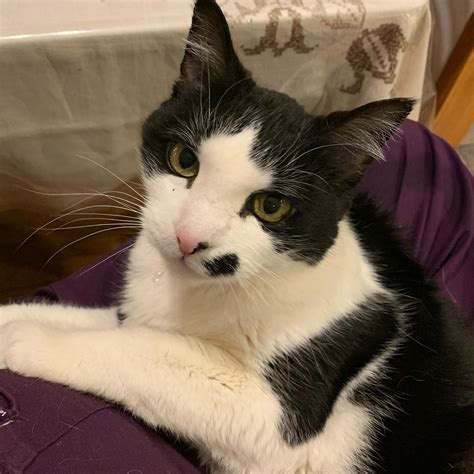 PAWSitively PURRfect Pet Care - Home