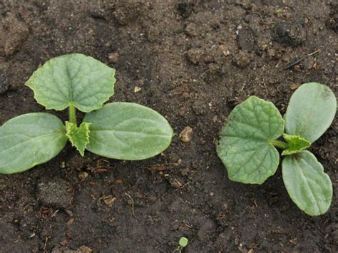 We did not find results for: Tips for Growing Anise Hyssop Plant - Boldsky.com