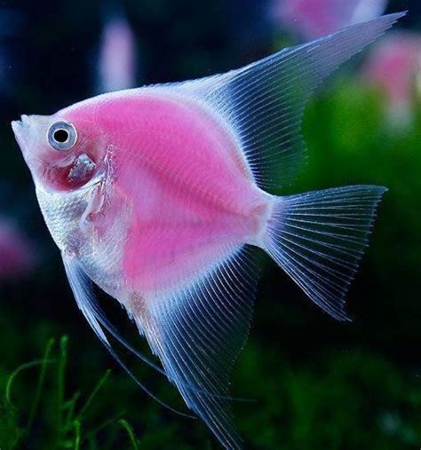 Worlds First Only Fluorescent Angelfish Beautiful Fish Pink Fish