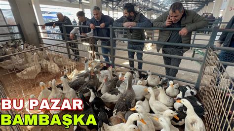 BURSA TAVUK PAZARI PAZAR KEYFİ TAVUKLAR ÖRDEKLER KAZLAR HİNDİLER