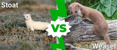 Stoat Vs Weasel 5 Key Differences Az Animals