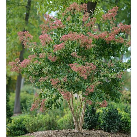The 'seven son flower of zhejiang'. Pin on Gardening
