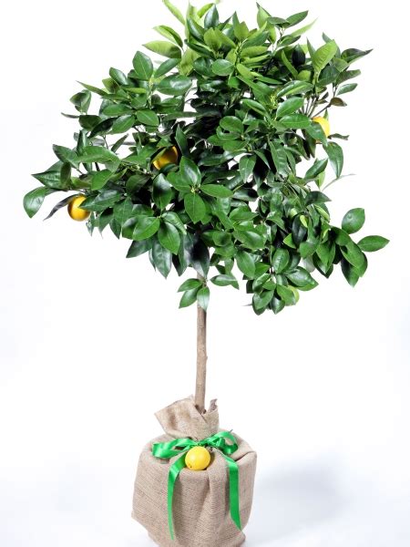 Lemon Trees For Sale Online Choose Your Lemon Plant Now