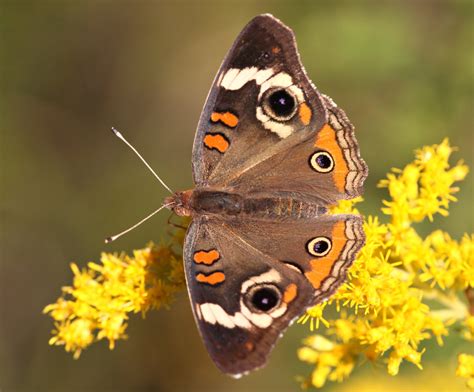 Close Photo Of Brown And Orange Butterfly On Yellow Flower Common