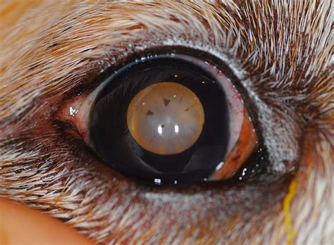 Ocular Pain And Vision Loss In A Golden Retriever Clinicians Brief