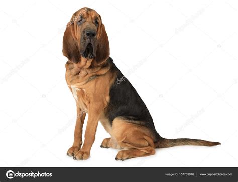 Purebred Bloodhound Dog — Stock Photo © Alkirdep 157703978