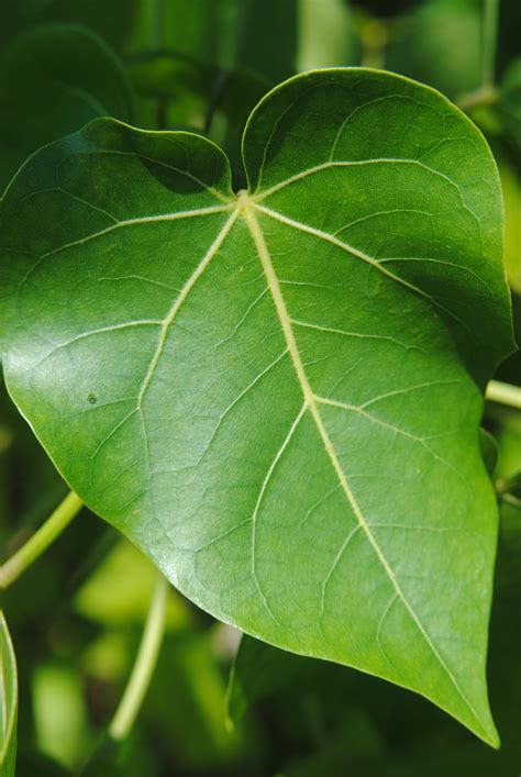 Short, narrowly triangular, and sharply pointed. Seaside Mahoe has wonderful bright green heart-shaped leav ...