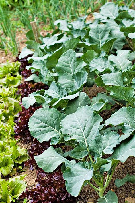 How To Grow Collard Greens A Taste Of Southern Culture